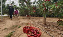 樱桃视频,带你领略短视频的魅力与精彩